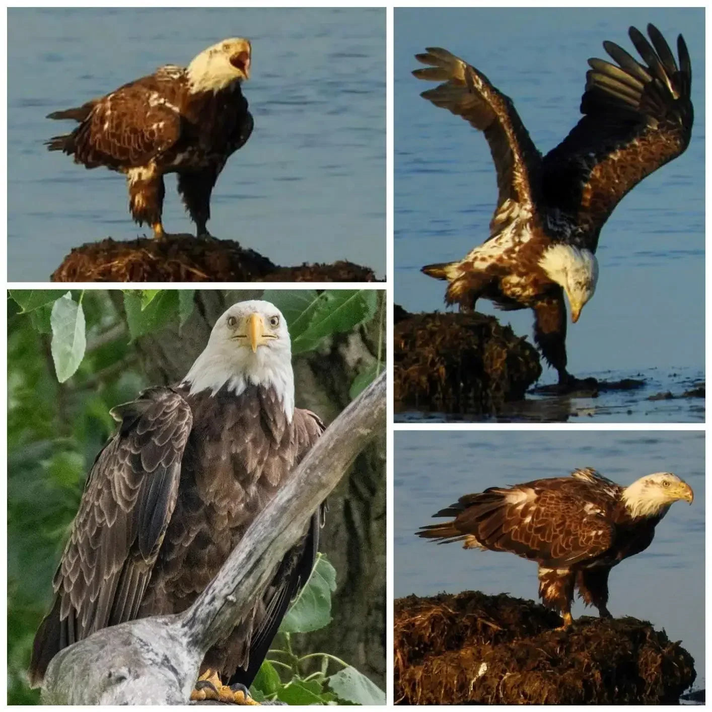 Lightdow 420-800mm F8.3-16 Professional Super Telephoto Manual Zoom Lens with T2 Ring Adapter USA ES Overseas Warehouse Delivery